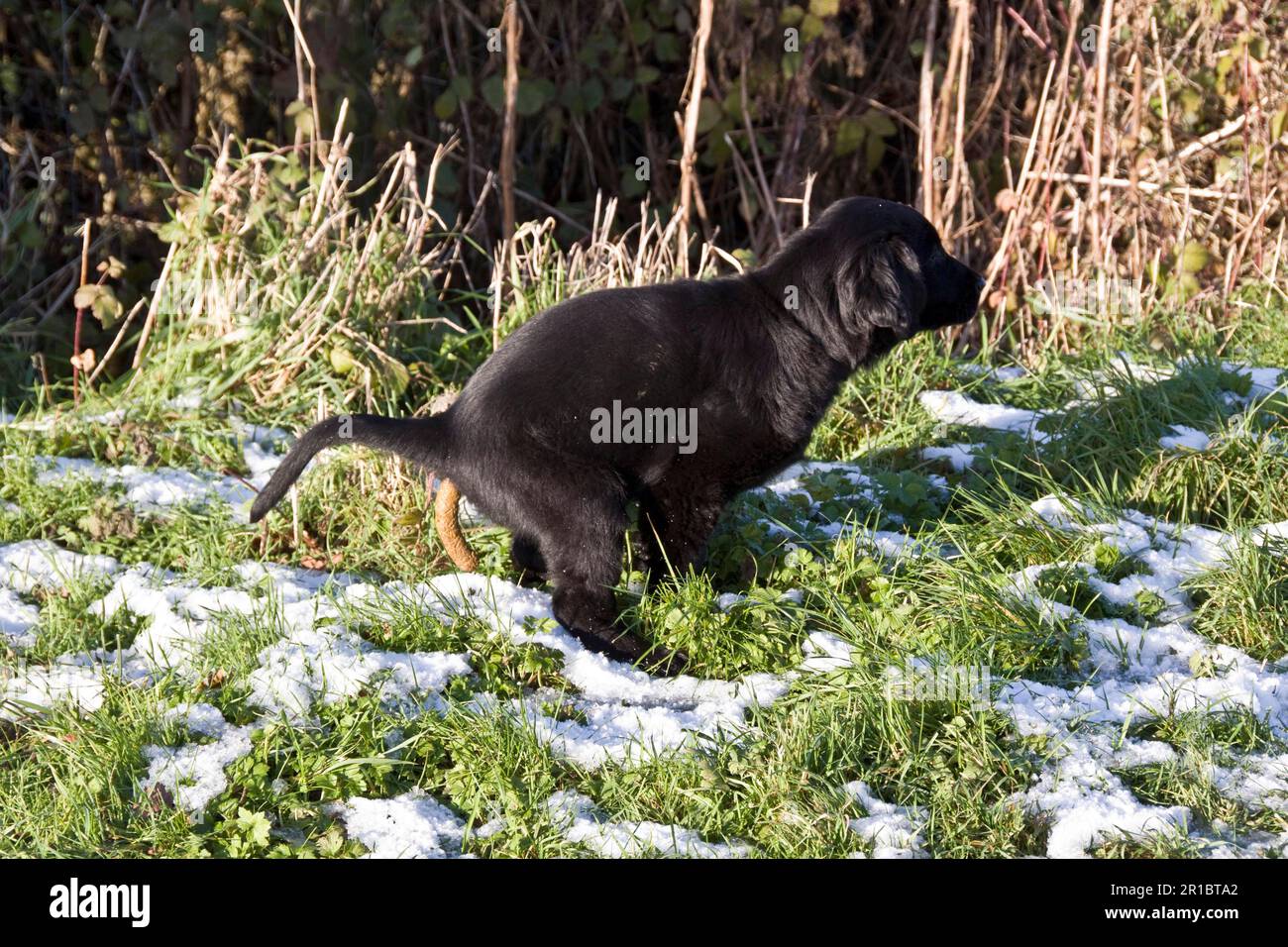 Immagini Stock - Per Favore, Raccogli La Cacca Del Tuo Cane. Image 132307555