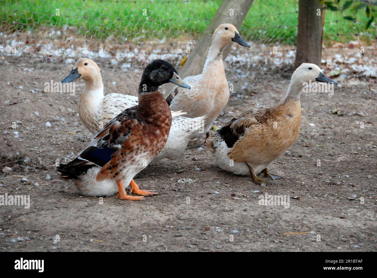 Anatra pied, anatra pied, purebred, animali domestici, bestiame, pollame, anatre, uccelli d'oca, animali, uccelli, Anatre domestiche, anatra domestica, Ranger di Abacot, adulto Foto Stock