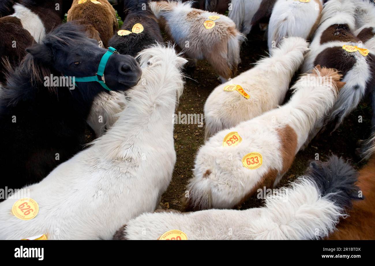 Ponies con i numeri dell'asta nella penna all'asta, New Forest, Hampshire, Inghilterra, Regno Unito Foto Stock