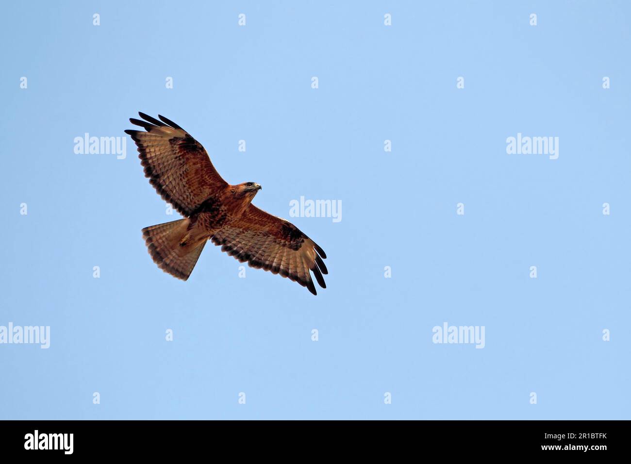 Poiana a zampe lunghe (Buteo rufinus) forma rossastra, femmina adulta, in volo, Keoladeo Ghana N. P. (Bharatpur), Rajasthan, India Foto Stock