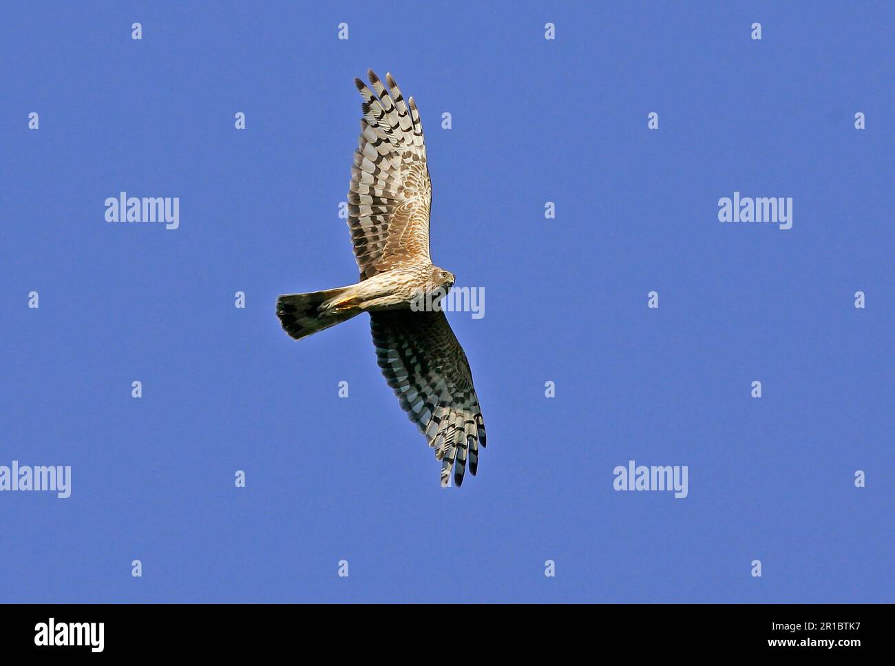 Hen Harrier, Hen Harriers (Circus cyaneus), uccelli rapaci, animali, uccelli, Hen Harrier donna adulta in volo, Peak District, Derbyshire, Inghilterra Foto Stock