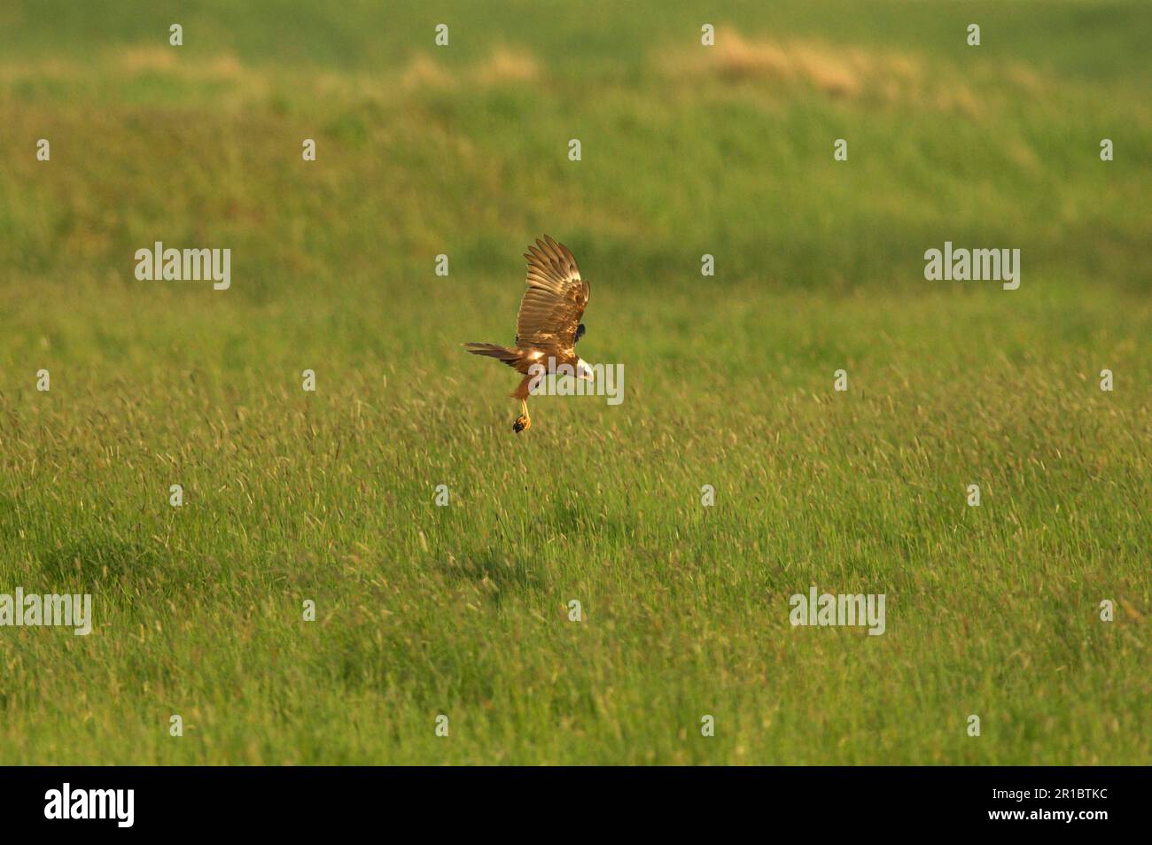 Marsh Harrier (Circus aeruginosus) femmina adulta, in volo su palude pascolo, portatrice di preda, Elmley Marshes N. R. Kent, Inghilterra, Regno Unito Foto Stock