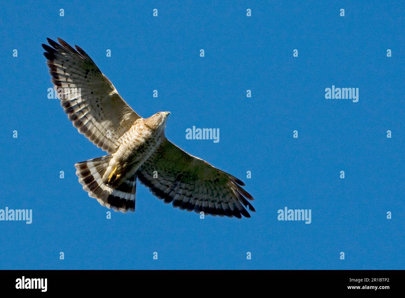 Falco ad ali larghe (Buteo platypterus), falco ad ali larghe, buzzardi ad ali larghe, poiane, rapaci, Animali, uccelli, falco ad alette larghe adulto, in Foto Stock