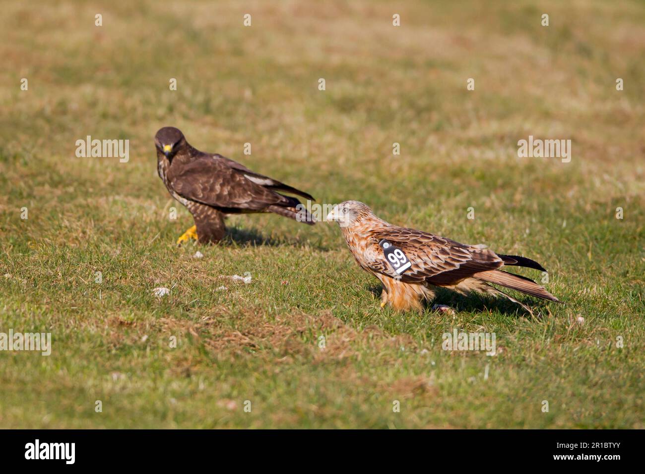 Capriolo rosso (Milvus milvus) giovane, con ali di marchio, con poiana steppa (Buteo buteo) sul terreno presso la stazione di alimentazione, Gigrin Farm, Powys, Galles, Unito Foto Stock