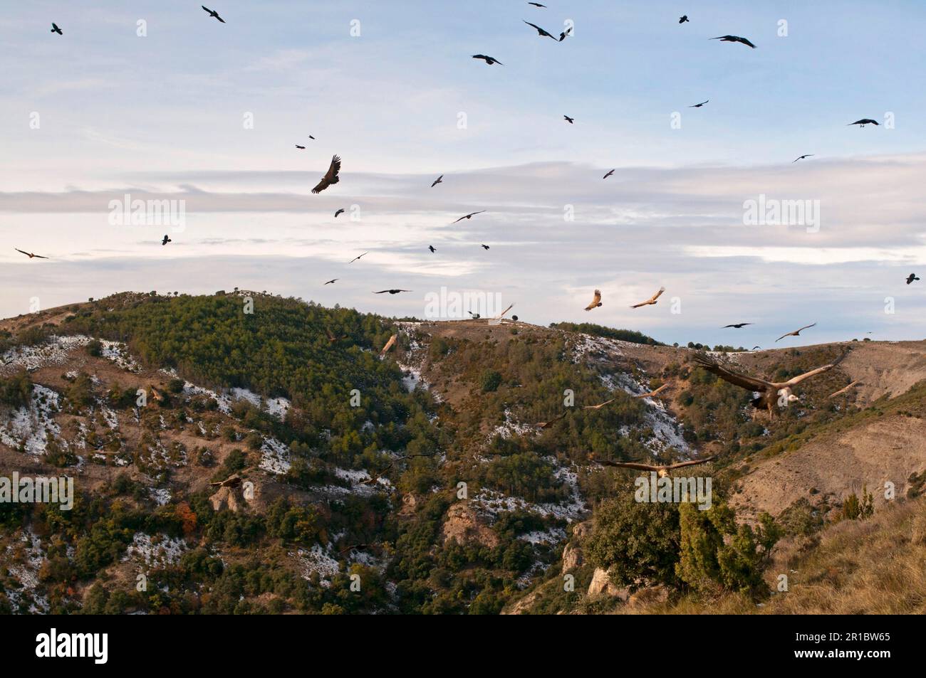 Gregge di avvoltoio griffon (Gyps fulvus), in volo, volare su habitat di montagna, Pirenei, Catalogna, Spagna Foto Stock