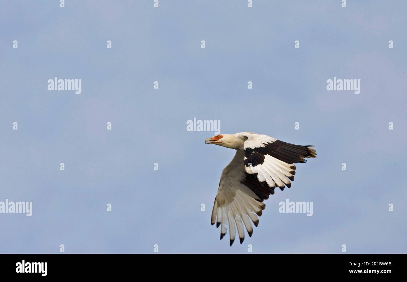 Avvoltoio di noci di palma (Gypohierax angolensis) avvoltoi, rapaci, animali, uccelli, avvoltoio di noci di palma adulto, In volo, Senegal Foto Stock