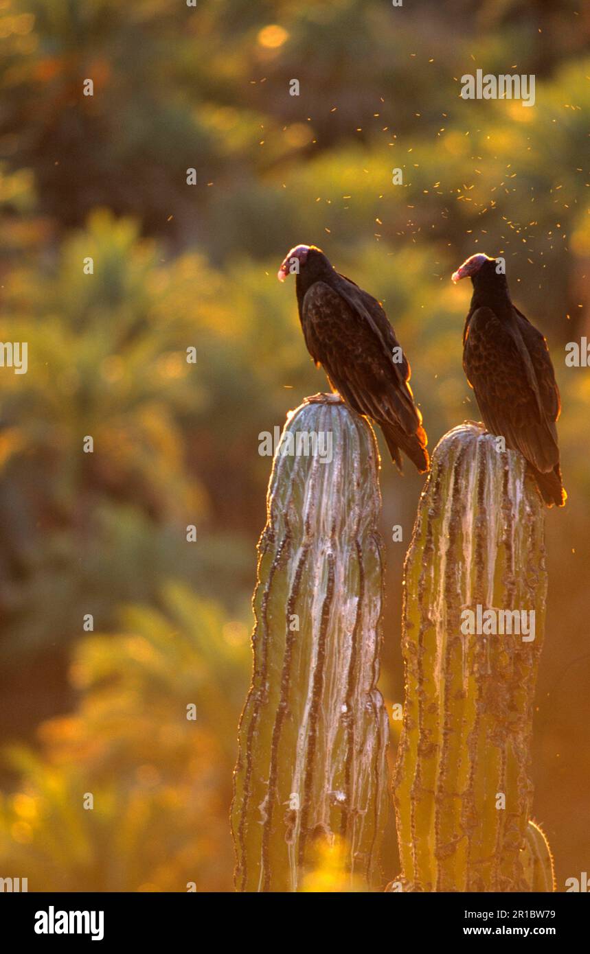 Tacchino avvoltoio (Cathartes aura) due su cactus, Baja California, Messico Foto Stock