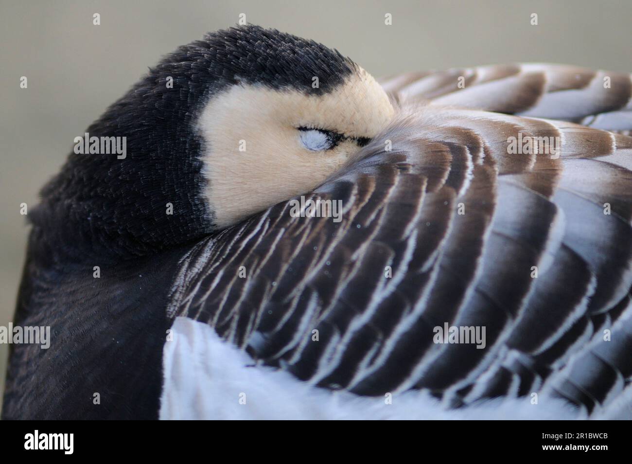 Oca da barnacolo adulto (leucopsis branta), primo piano della testa, dorme con becco nascosto sotto le ali, gennaio (in cattività) Foto Stock