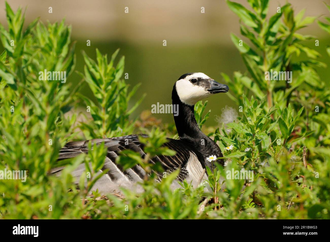 Barnacle goose (Branta leucopsis) adulto, seduto sul nido, Slimbridge, Gloucestershire, Inghilterra, Maggio (in cattività) Foto Stock