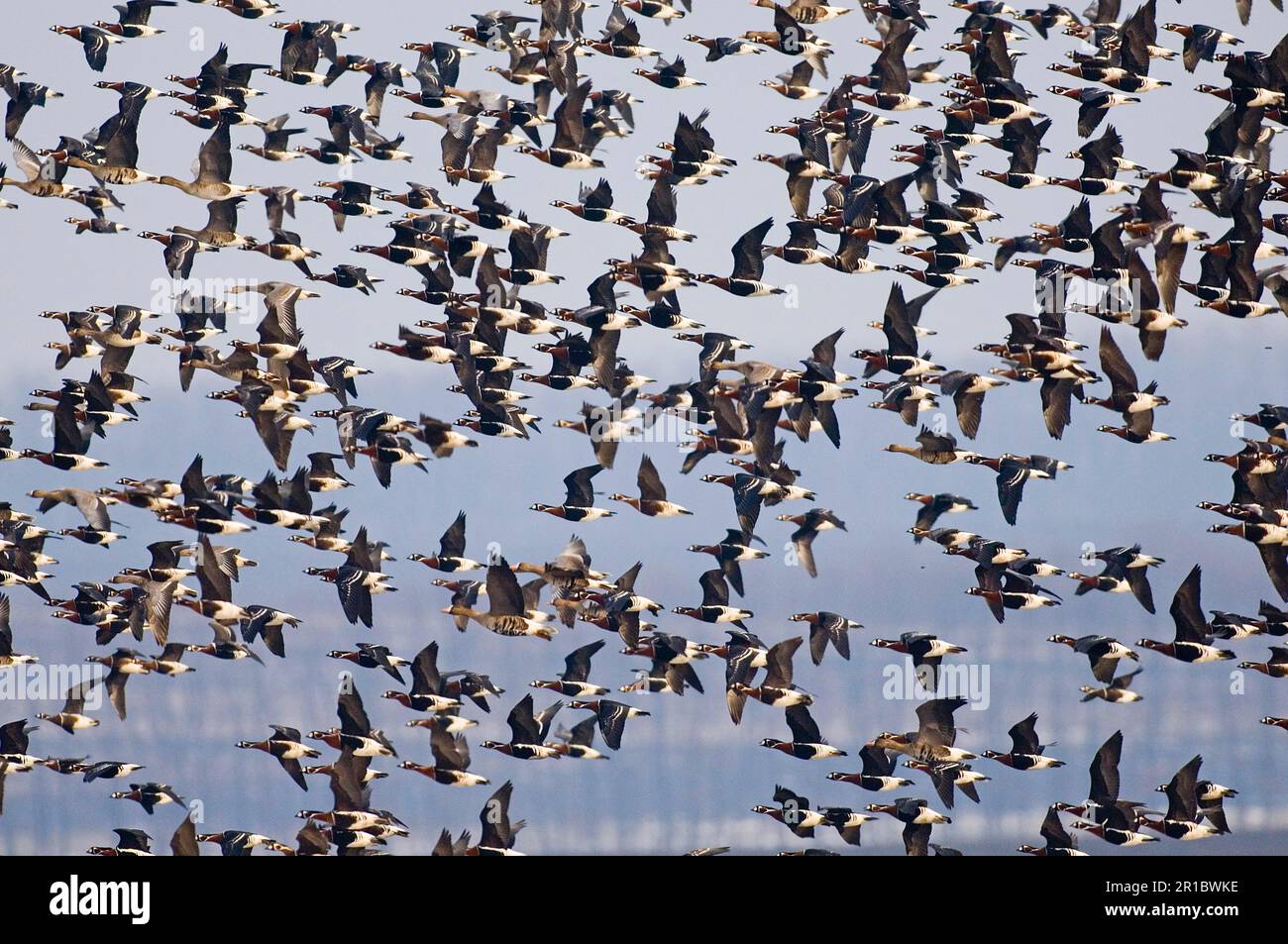 Oca rossa (Branta ruficollis) e oca bianca eurasiatica (Anser albifrons albifrons) adulti, gregge misto in volo, Durankulak Foto Stock