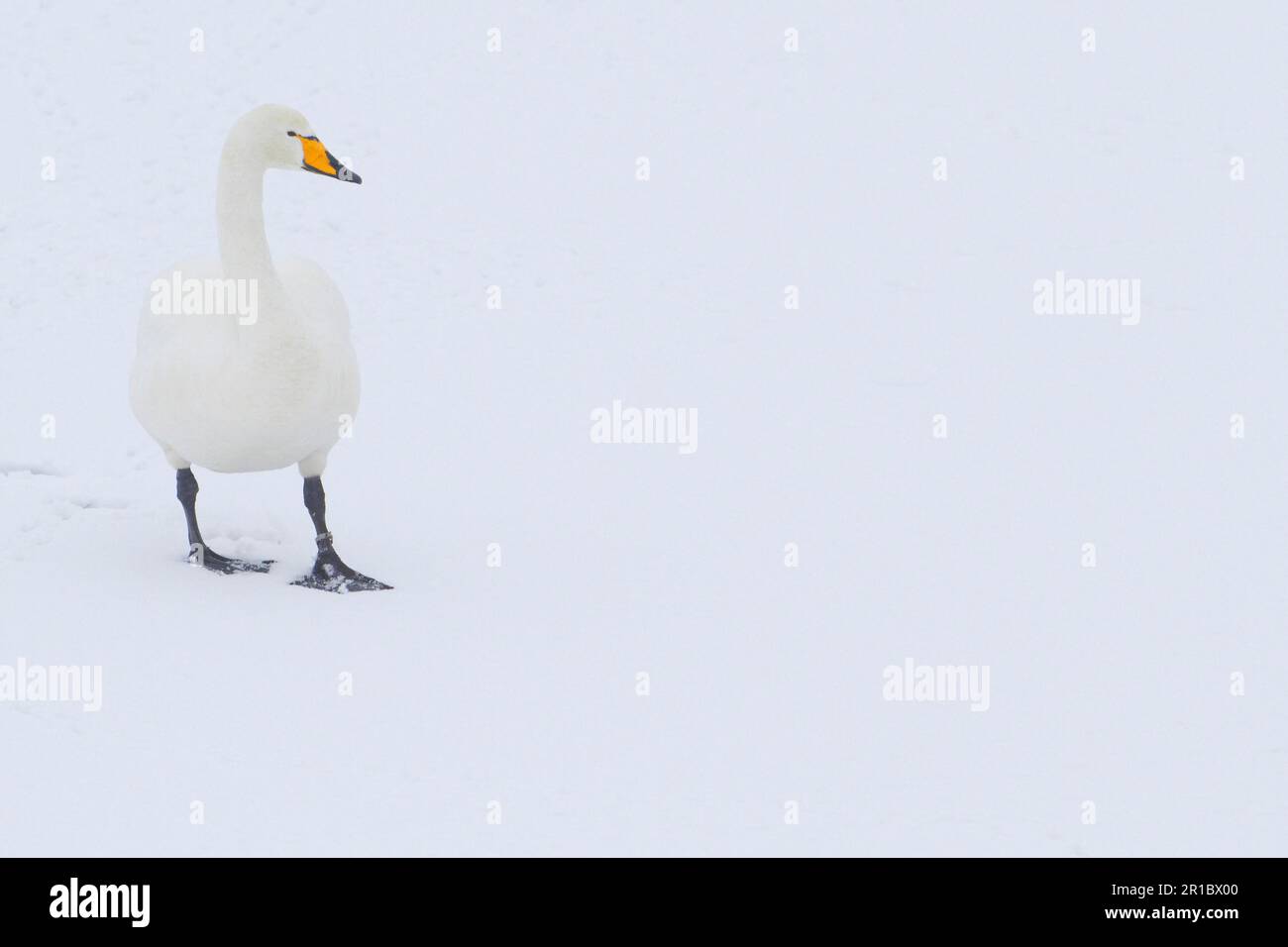 Adulto cigno (Cygnus cygnus), camminando sulla neve appena caduta, Caerlaverock WWT, Dumfries, Scozia, Regno Unito Foto Stock