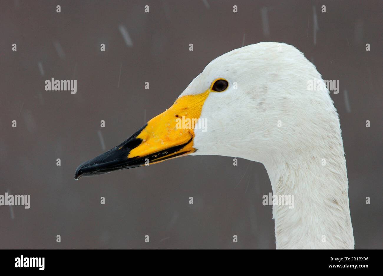 Whooper Swan (Cygnus cygnus) colpo di testa, nevicate, Hokkaido, Giappone Foto Stock