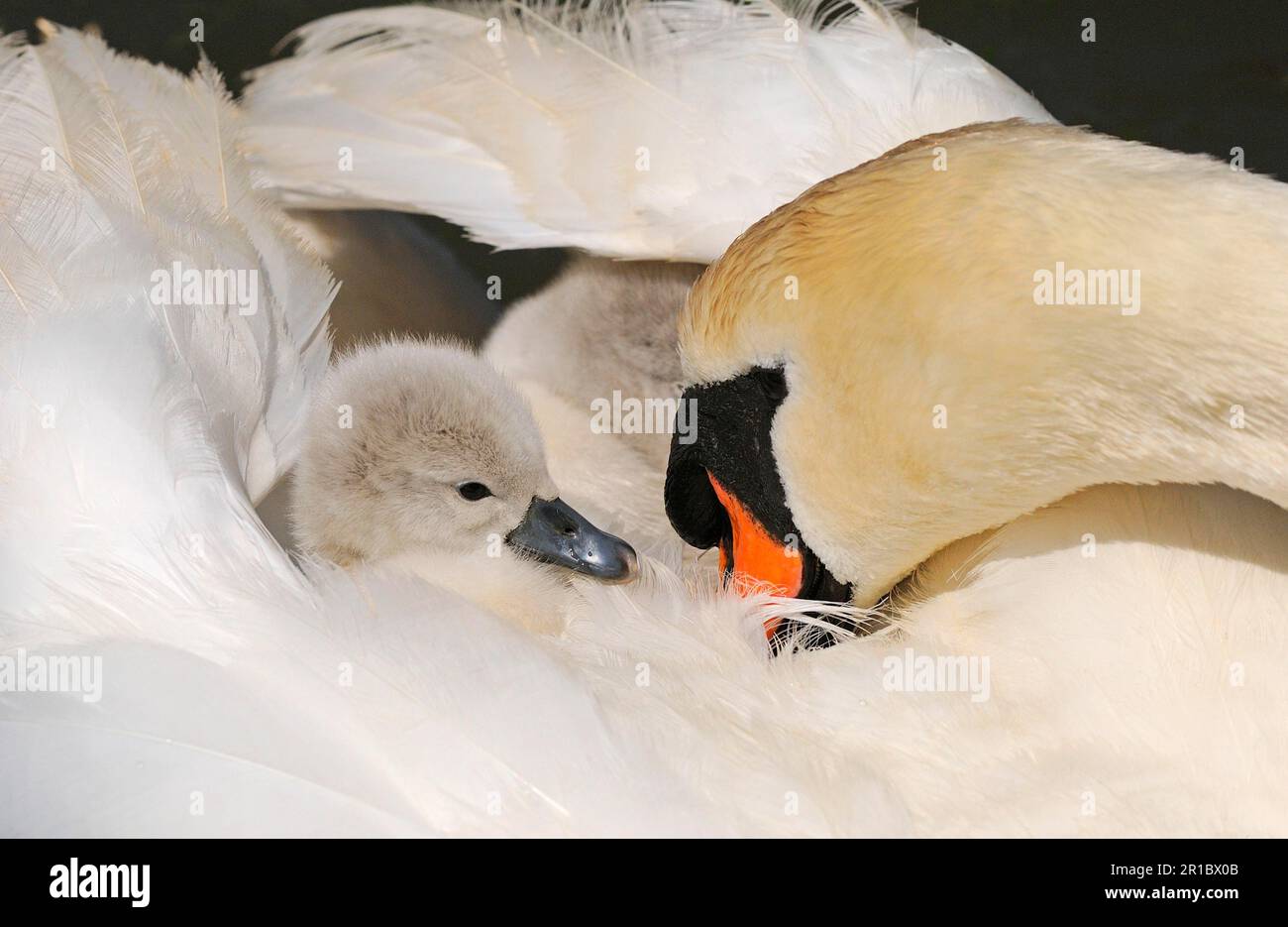 Mute Swan (Cygnus olor) cygnet, sul retro di una donna adulta, Abbotsbury, Dorset, Inghilterra, Regno Unito Foto Stock