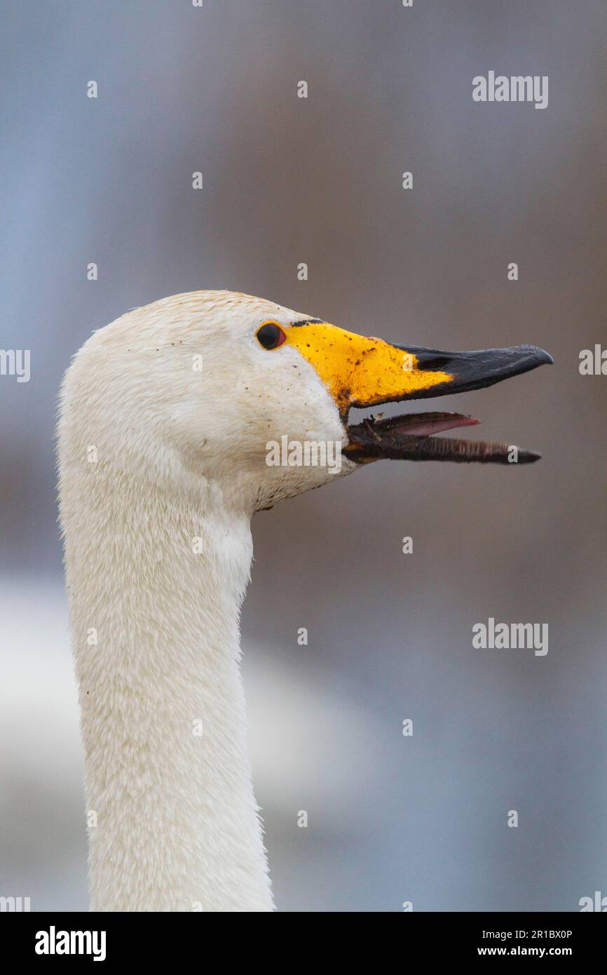 Adulto cigno (Cygnus cygnus), chiamata, primo piano di testa e collo, Lago Hornborga, Svezia, primavera Foto Stock