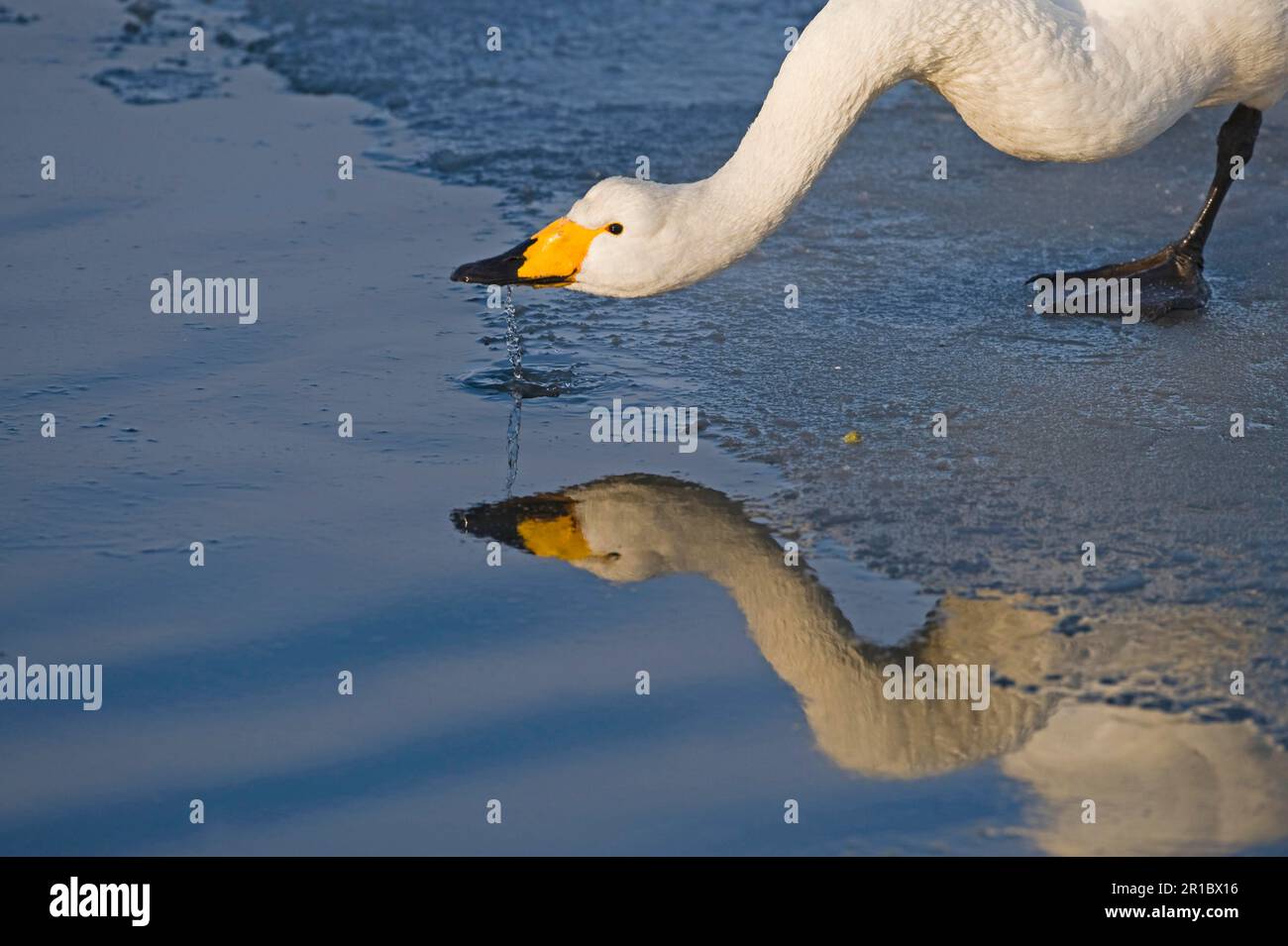 Adulto cigno (Cygnus cygnus), bere al bordo del ghiaccio, Hokkaido, Giappone, inverno Foto Stock