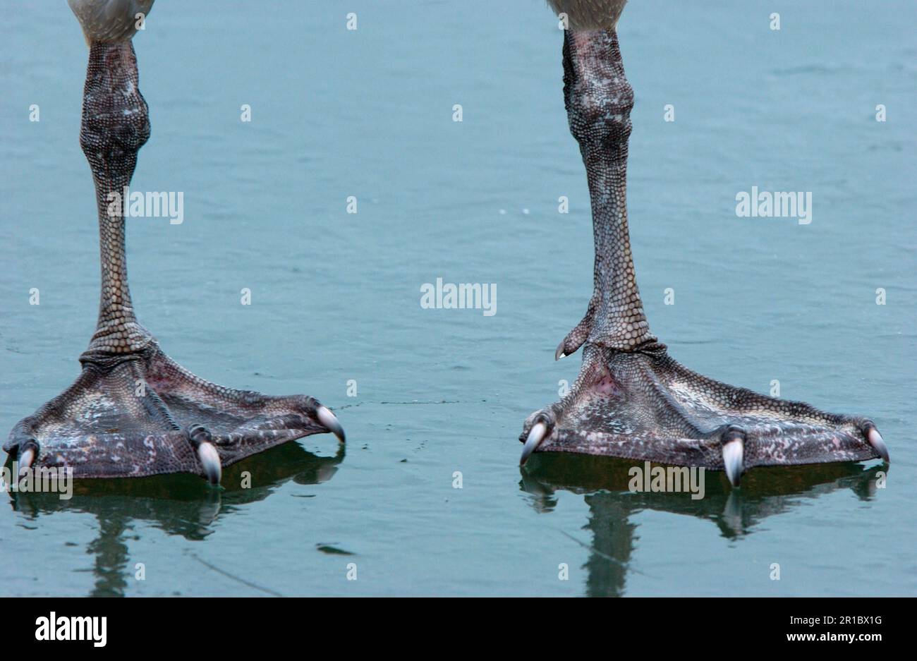 Piedi e gambe di cigno Whooper (Cygnus cygnus), Hokkaido, Giappone Foto Stock