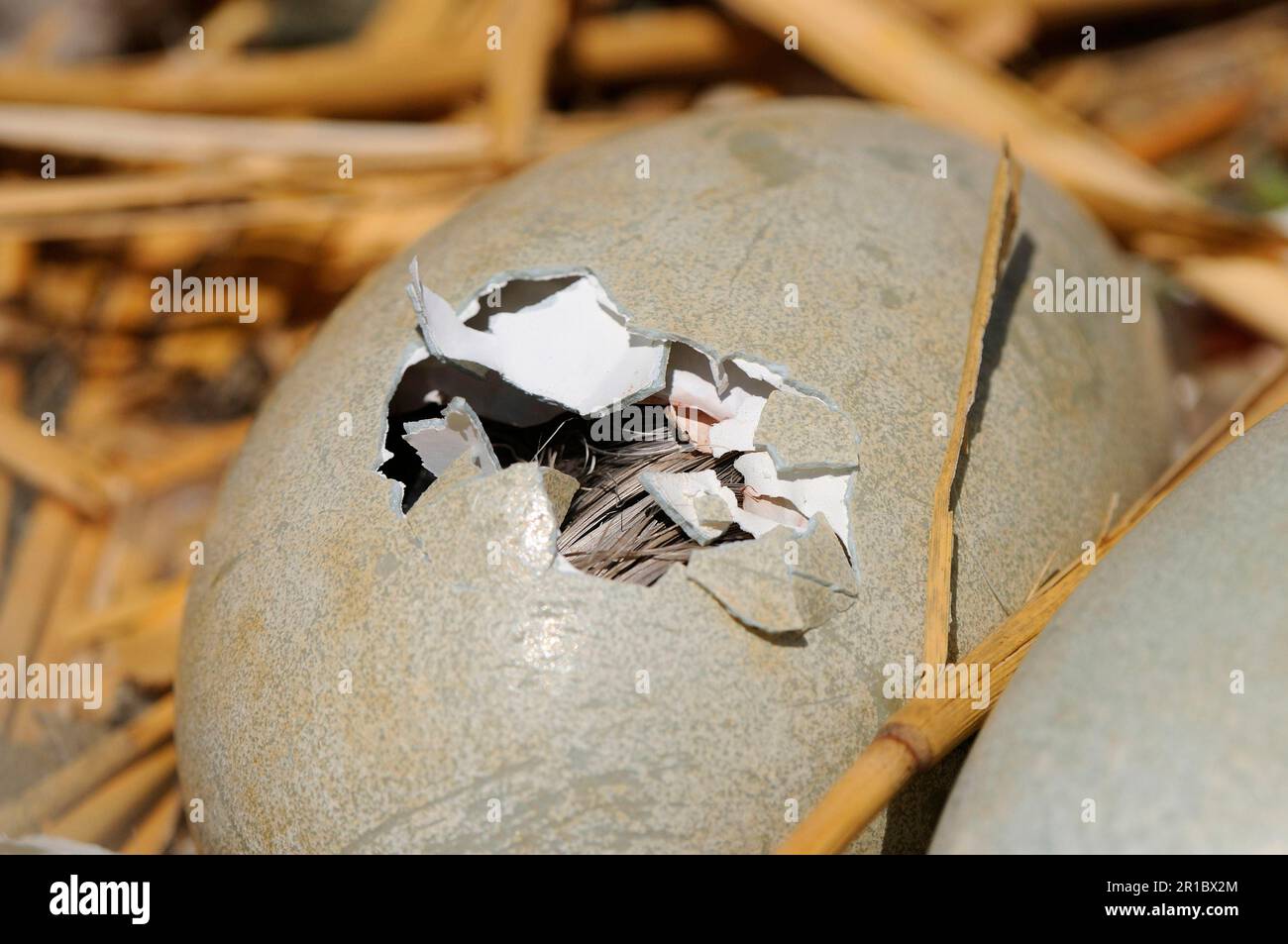 Cigno muto (Cygnus olor) Cignet, cova dall'uovo, al nido, Abbotsbury, Dorset, Inghilterra, Gran Bretagna Foto Stock