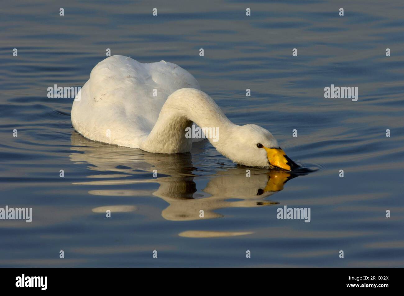 Whooper Swan (Cygnus cygnus) alimentazione per adulti a Water Surface, Martin Mere, Lancashire, Inghilterra, Regno Unito Foto Stock