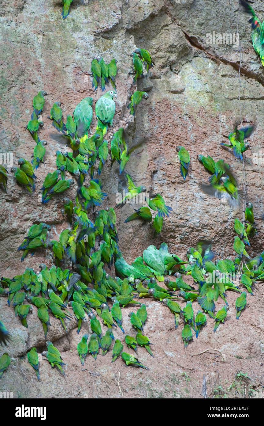 Il pappagallo con testa a fusky (Aratinga weddellii) e il pappagallo con testa a farina (Amazona farinosa) che si affollano al leccato di argilla, la foresta pluviale del fiume Napo, Amazzonia Foto Stock