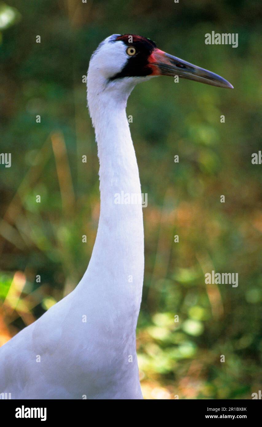 Gru a braccio (Grus americana) primo piano della testa e del collo (specie minacciate di estinzione) Foto Stock