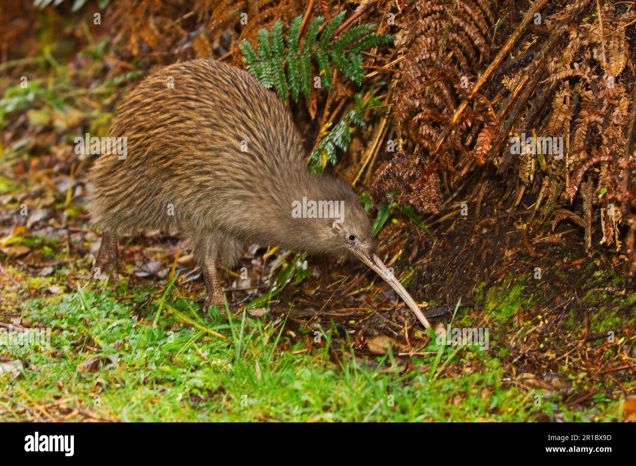 Kiwi, Kiwis, Kiwi a strisce meridionali, Kiwi a strisce meridionali, ratiti, Animali, Uccelli, South Island Brown Kiwi (Apteryx australis lawryi) adulto Foto Stock