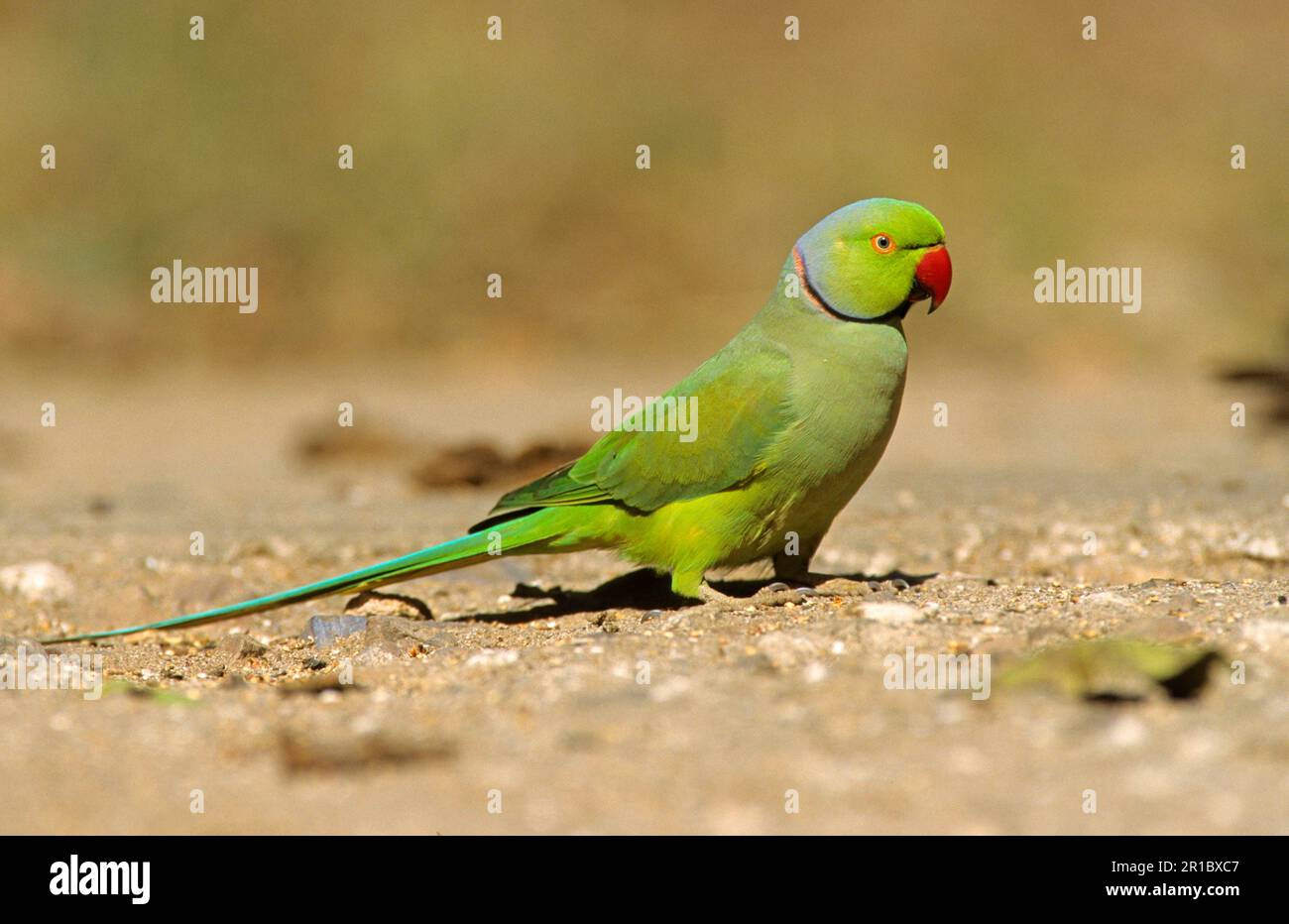 Parakeet con anelli di rosa (Psittacula krameri), Parakeet con anelli di rosa, Parakeet con anelli di rosa, Parakeet Alexandrian piccolo, Parakeet con anelli di rosa, Pappagalli Foto Stock