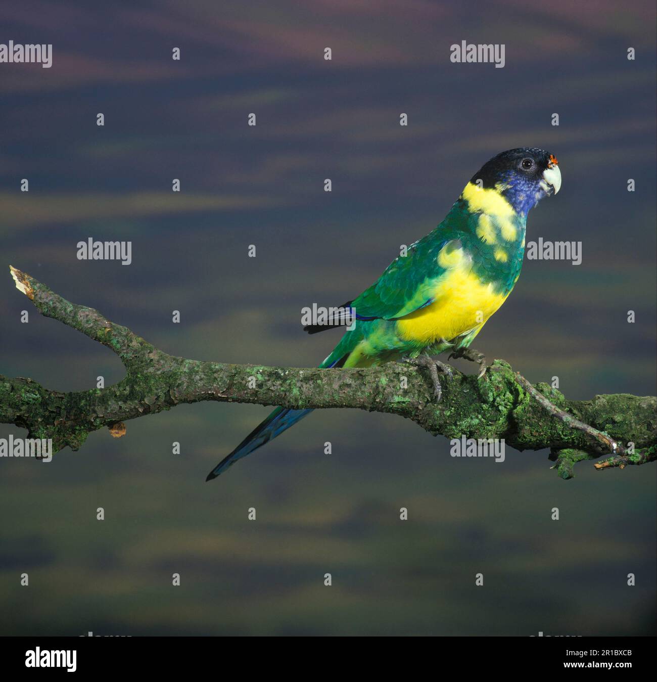 Parakeet a collo d'anello, annecks australiani (Barnardius zonarius), Parrots, Parakeets, Animali, Uccelli, Port Lincoln Parrot appollaiato sul ramo Foto Stock