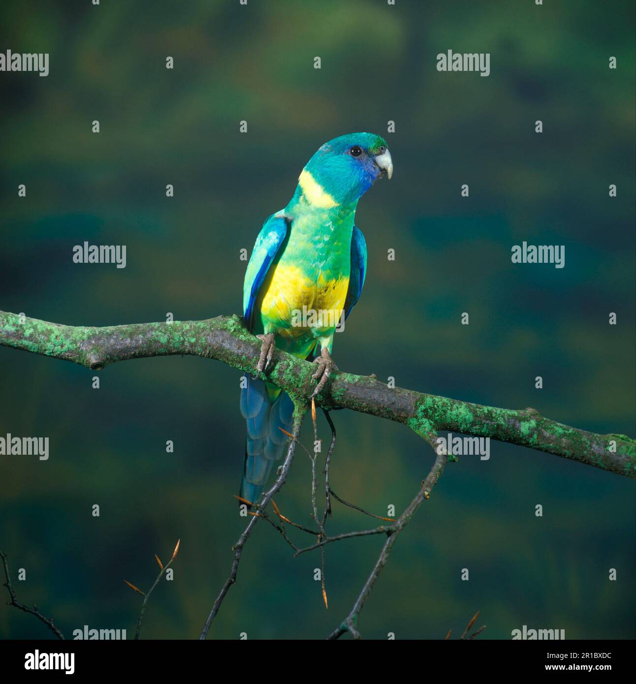 Barnard parakeet (Barnardius barnardi), Barnard Parakeets, Parrots, Parakeets a coda piatta, Parakeets, Animali, Uccelli, pappagallo di Cloncurry appollaiato su Foto Stock