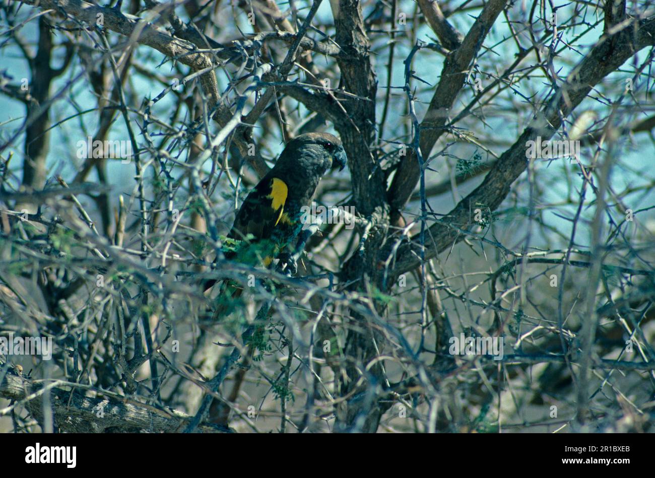 Pappagallo di Meyer (Poicephalus meyeri), pappagalli d'oro, pappagalli, animali, Uccelli, Pappagallo di Meyer arroccato in un albero di spina, Etosha, Namibia Foto Stock