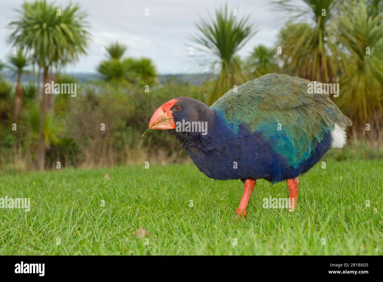 Takahe, takahe dell'isola del sud (Porphyrio hochstetteri), takahe dell'isola del sud, takahe, rotaie, animali, Uccelli, takahe adulto, nutrimento su erba, Tiritiri Foto Stock