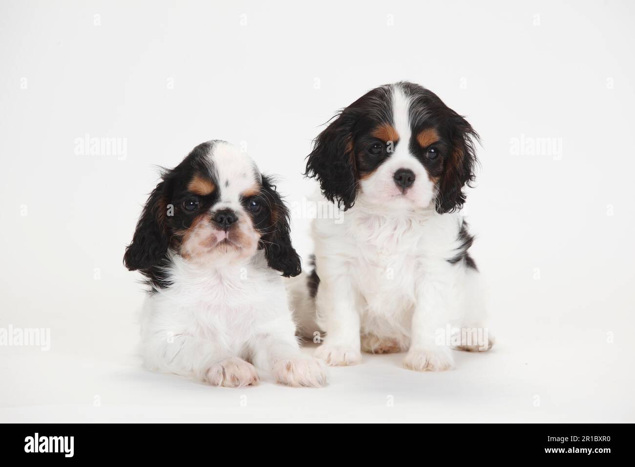 King Charles Spaniel e Cavalier King Charles Spaniel, cuccioli, tricolore, 9 settimane Foto Stock