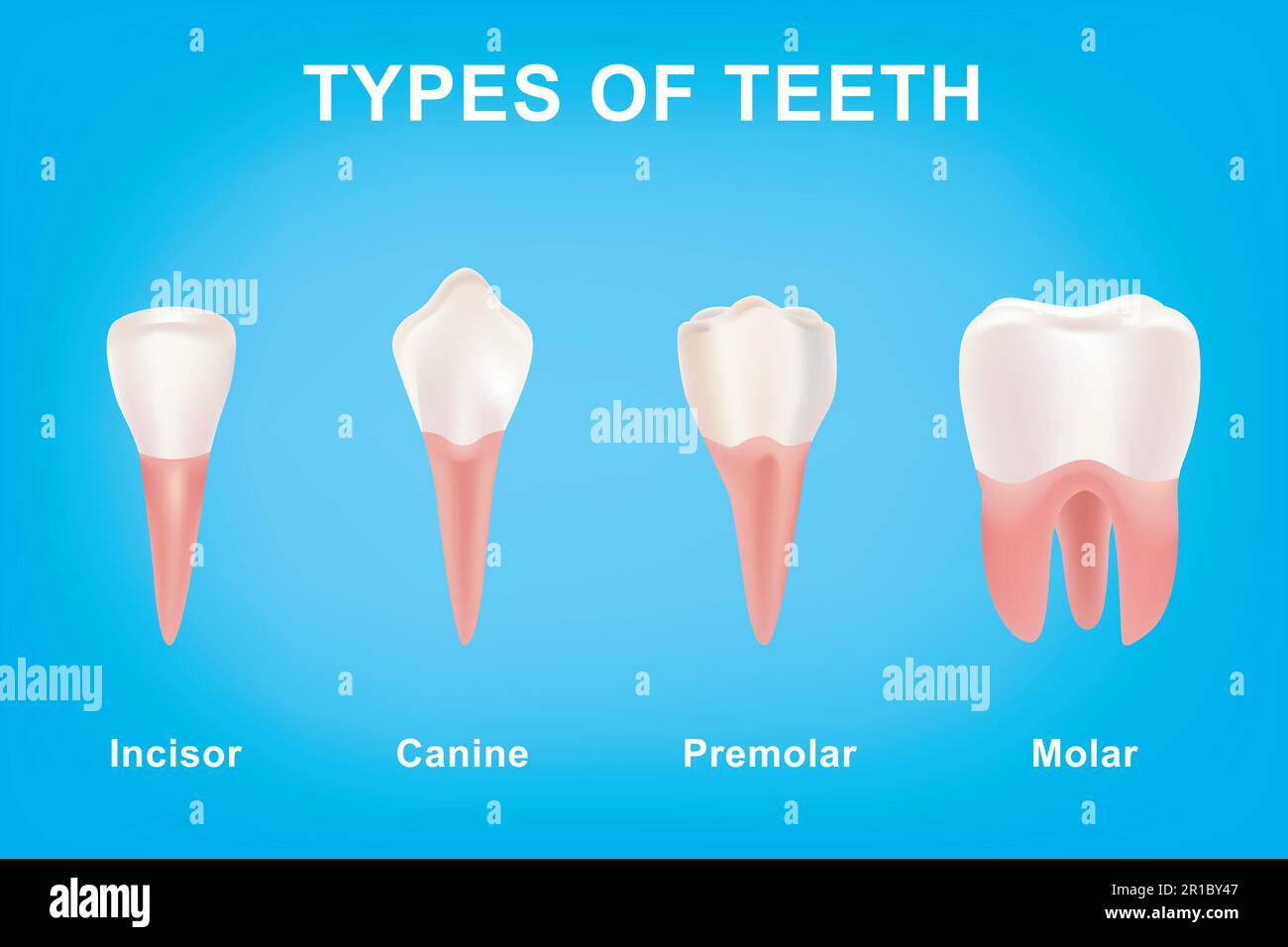 Tipi di denti umani su sfondo blu. Forma visiva anatomica dell'incisore, canina, premolare e molare. Set di denti umani realistici o Tooth Vector ill Illustrazione Vettoriale