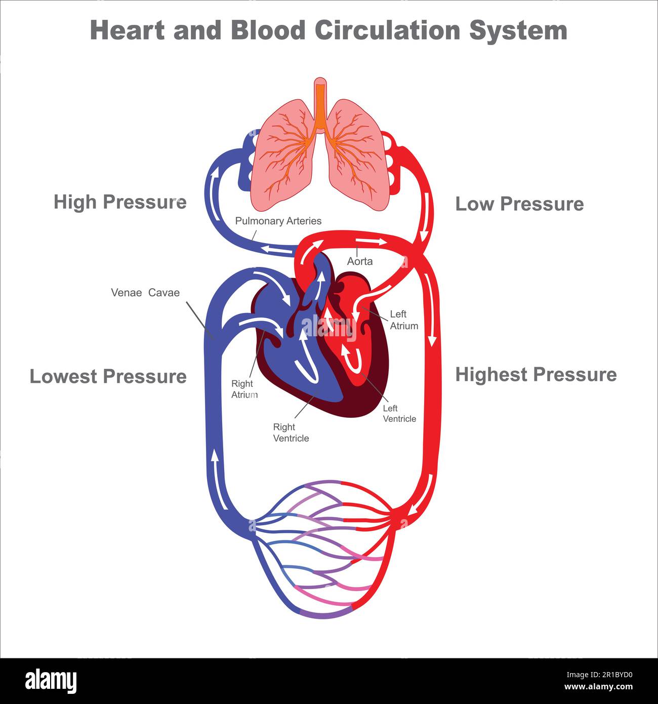 Sistema di circolazione sanguigna. Anatomia del cuore stilizzata, diagramma. Sistema circolatorio umano. Diagramma di illustrazione del vettore del sistema circolatorio umano, vesciche di sangue Illustrazione Vettoriale