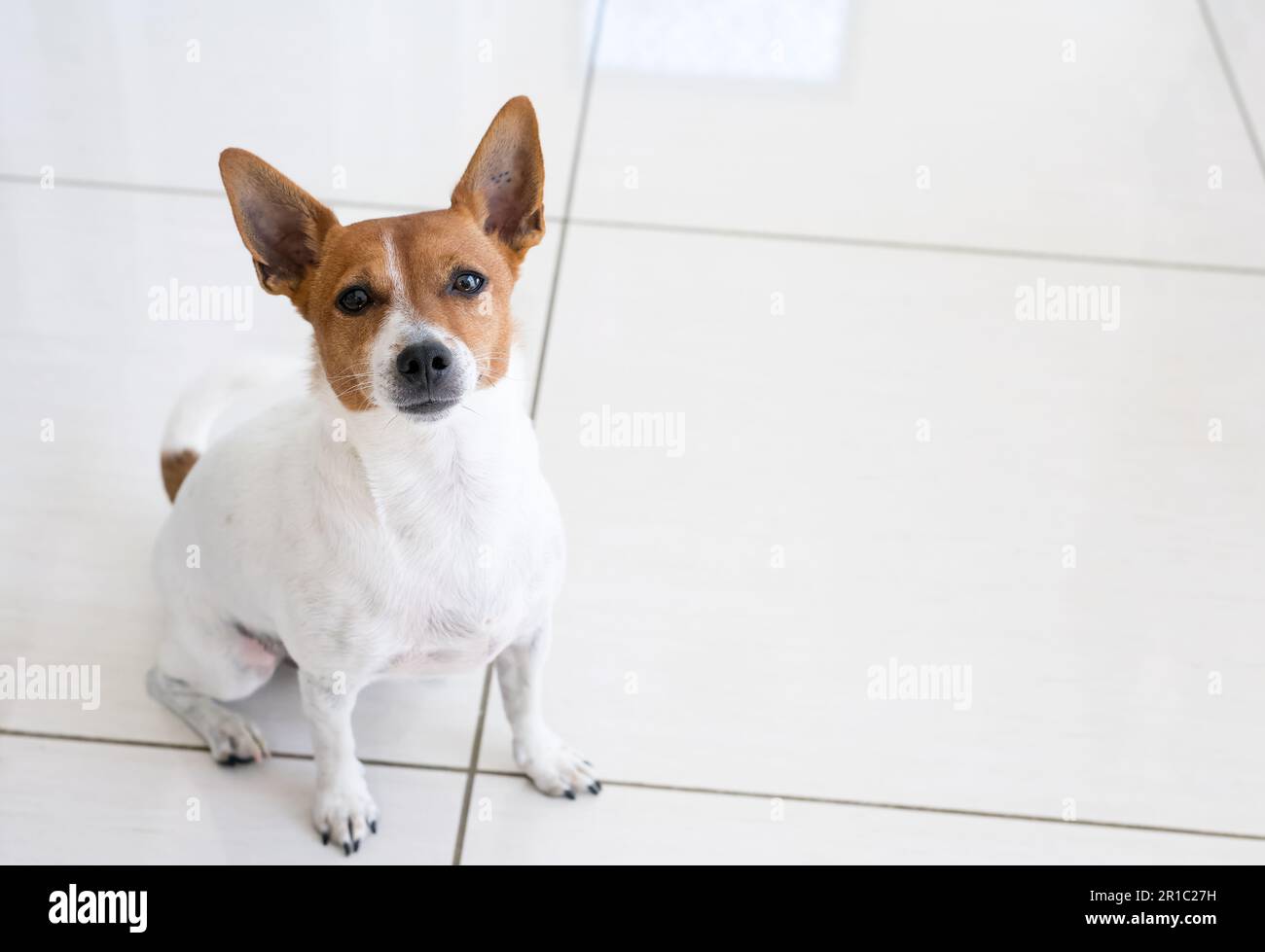 Jack Russell Terrier cane seduto e guardando in su al proprietario all'interno della loro casa Foto Stock