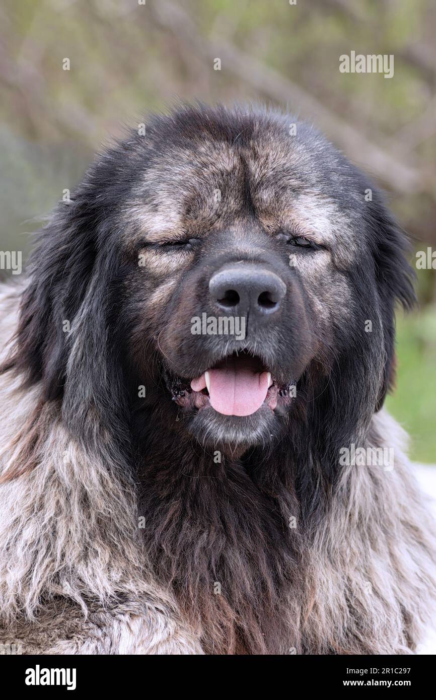 ritratto di un enorme cane pastore caucasico, un animale pericoloso per gli stranieri Foto Stock