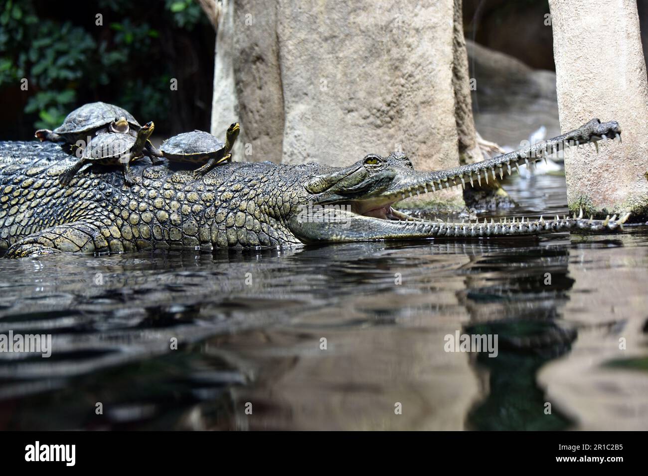 Gharial - rettile nello Zoo di Praga Foto Stock