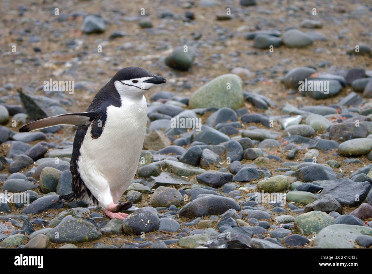 Pinguino Chinstrap in Antartico Foto Stock