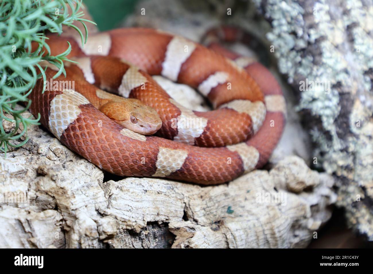 Trans-Pecos-Kupferkopf / Coperhead a fascia larga / pictigaster di Agkistrodon contortrix Foto Stock