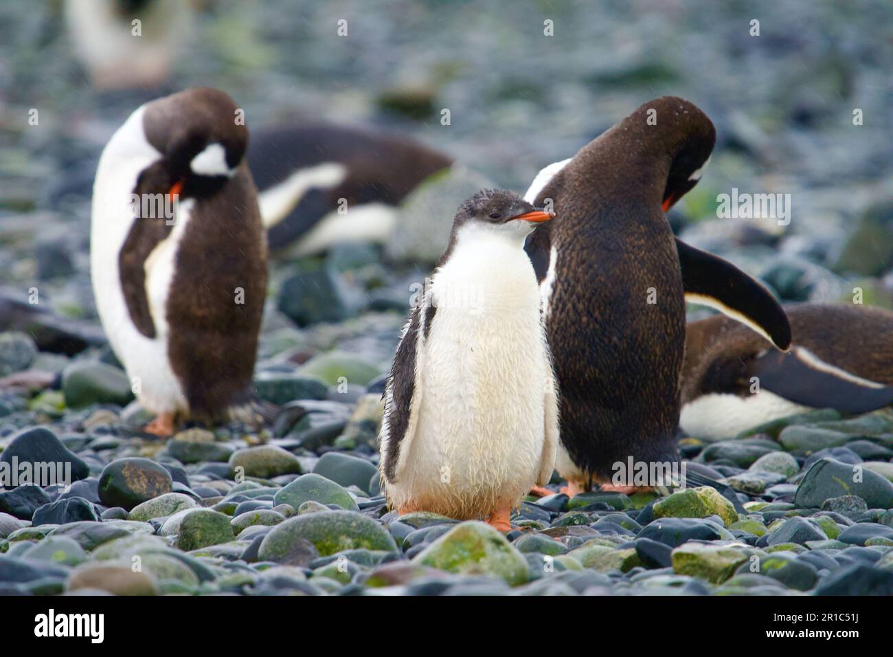 Simpatici pinguini gentoo Foto Stock