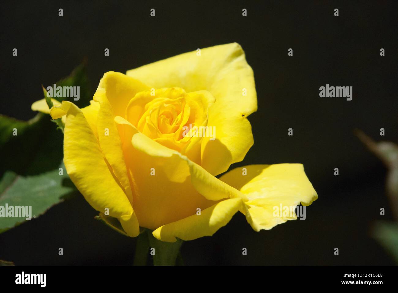 Rose gialle, rose gialle-rosa, rose miste in giardino Foto Stock