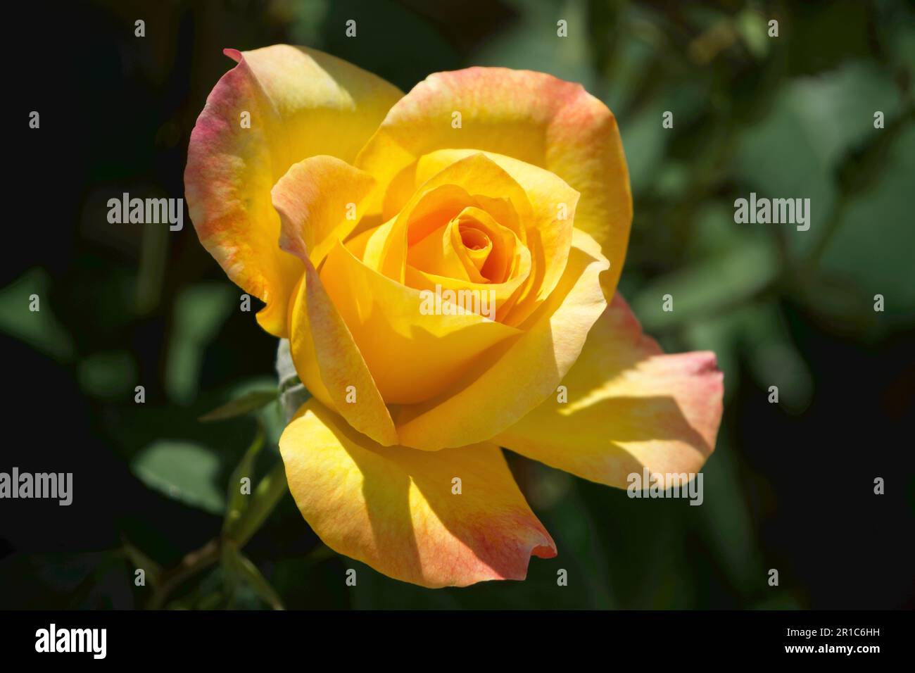 Rose gialle, rose gialle-rosa, rose miste in giardino Foto Stock
