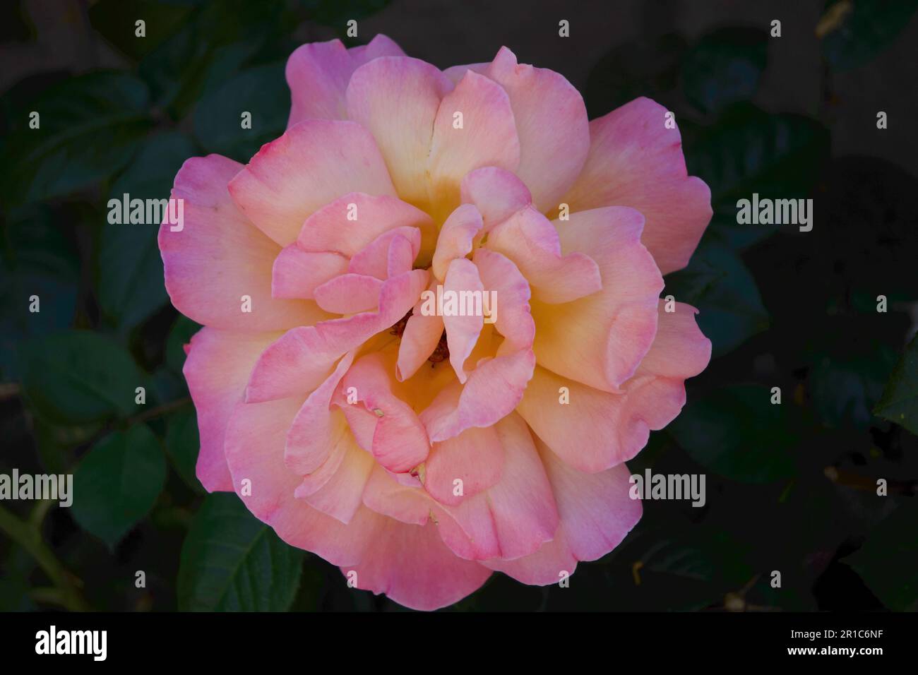 Rose gialle, rose gialle-rosa, rose miste in giardino Foto Stock