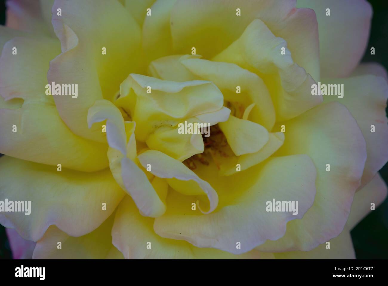 Rose gialle, rose gialle-rosa, rose miste in giardino Foto Stock