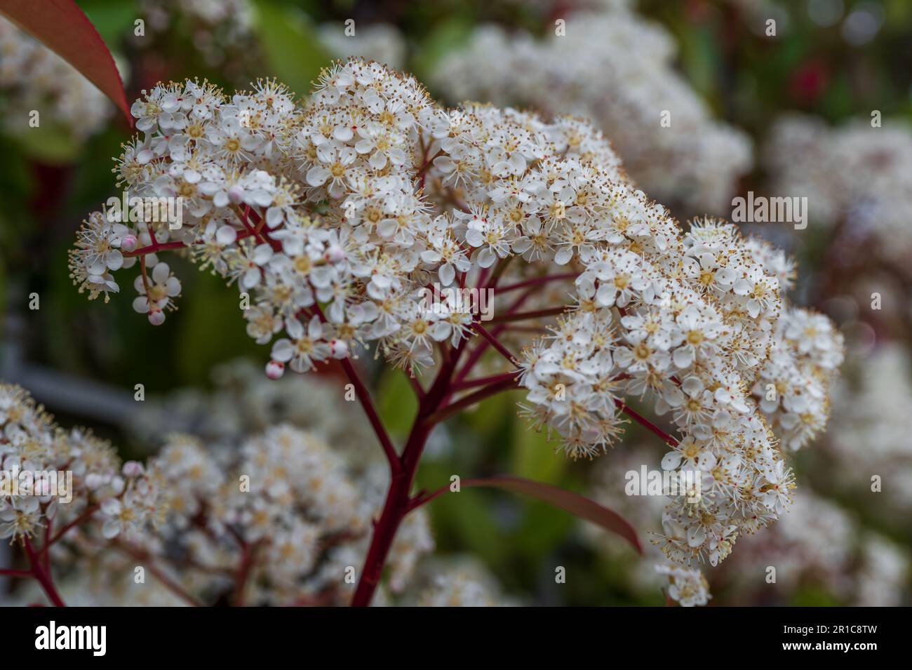 Viburnum tinus. Il Viburnum vat è una pianta della famiglia delle Caprifoliacee, diffusa comunemente nel bacino del Mediterraneo e nell'Europa sudorientale Foto Stock