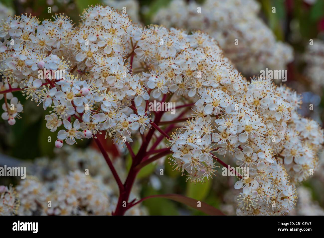 Viburnum tinus. Il Viburnum vat è una pianta della famiglia delle Caprifoliacee, diffusa comunemente nel bacino del Mediterraneo e nell'Europa sudorientale Foto Stock