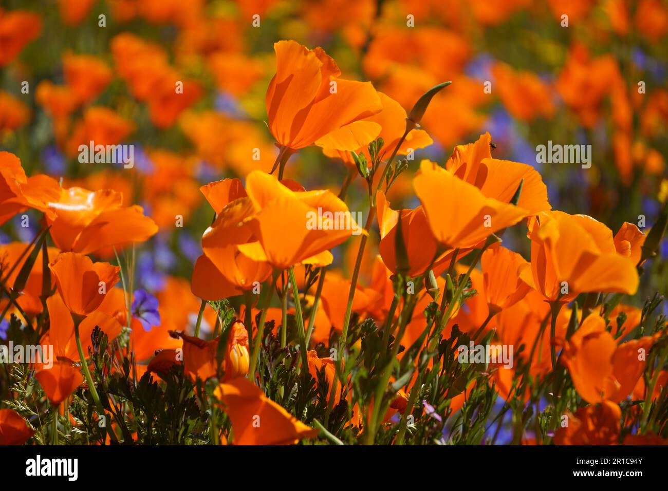 Il California Poppy, chiamato il fiore di Stato, fiorisce nel lago di Diamond Valley, California Foto Stock