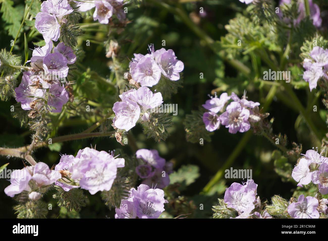 Fiori selvatici rosa, Caterpillar Phacelia dal lago Diamond Valley in primavera Foto Stock