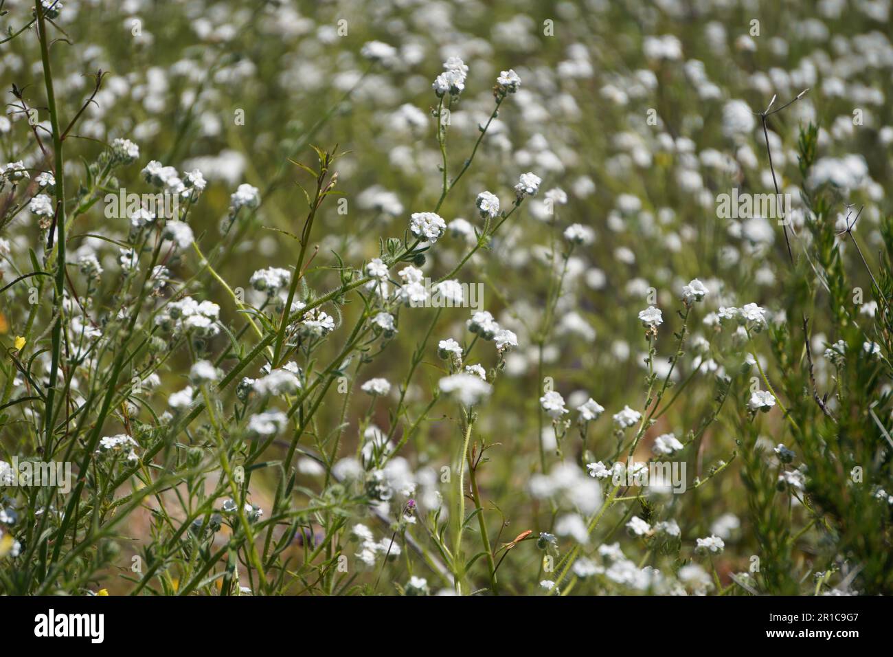 Fiore bianco di Wildflower in California Foto Stock