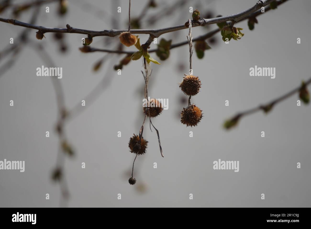 Sweet Gum Tree ha appuntato le palle sull'albero Foto Stock