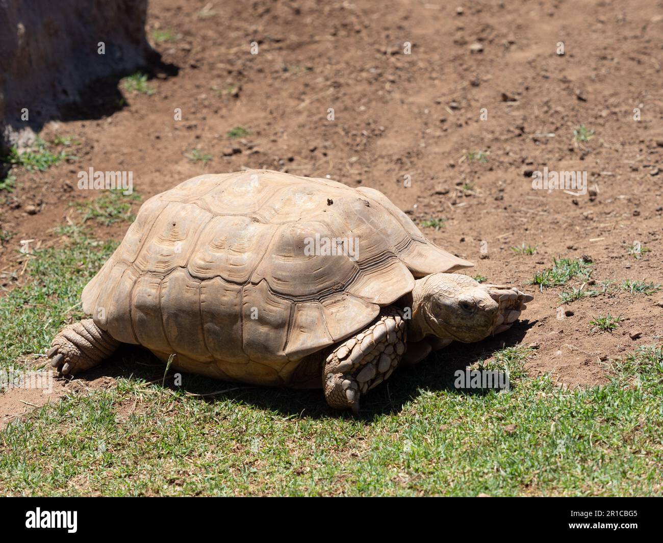 Tartaruga di terra spronata, geochelone sulcata Foto Stock